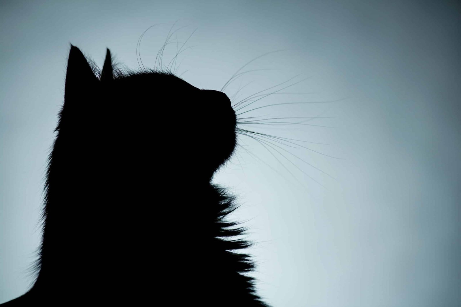 LC #3 · Et si les chats disparaissaient du monde ? - lvdt.studio